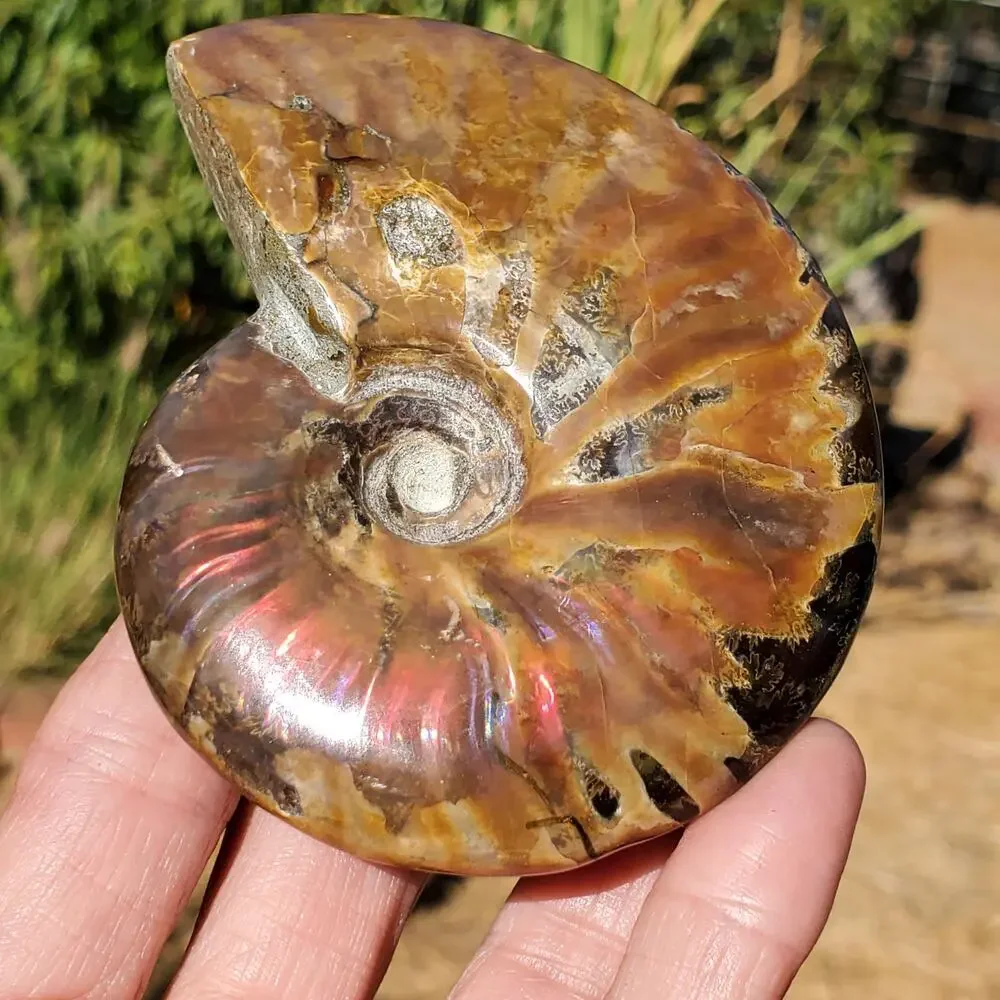 Ammonite Fossil Iridescent Rainbow Color Burst 164 Grams